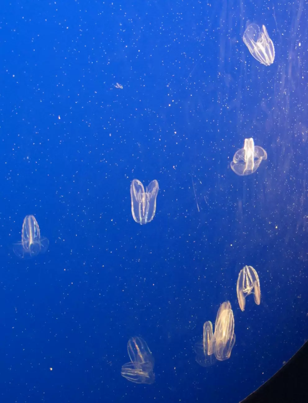 The jellyfish exhibit- I could hardly believe it!