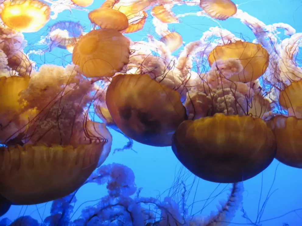 Jellyfish at Monterey Bay Aquarium.