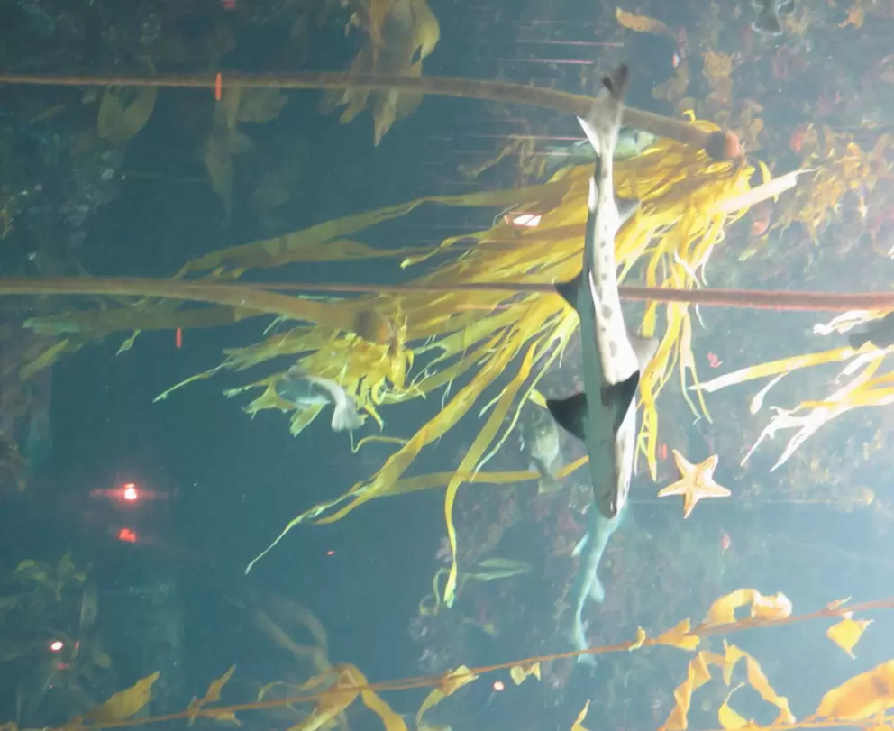 A shark glides by in the Kelp Forest tank.