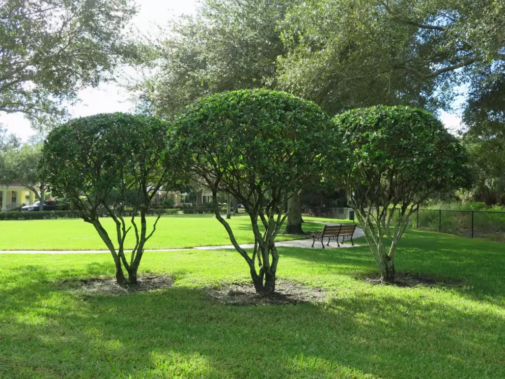 Bench and shaped trees, by a curved walkway in the Cambridge neighborhood. 