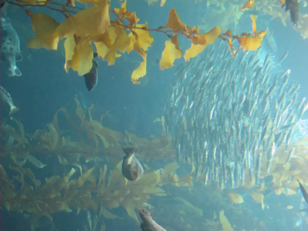 School of small silver fish and wonderful swaying kelp in the Kelp Forest tank.
