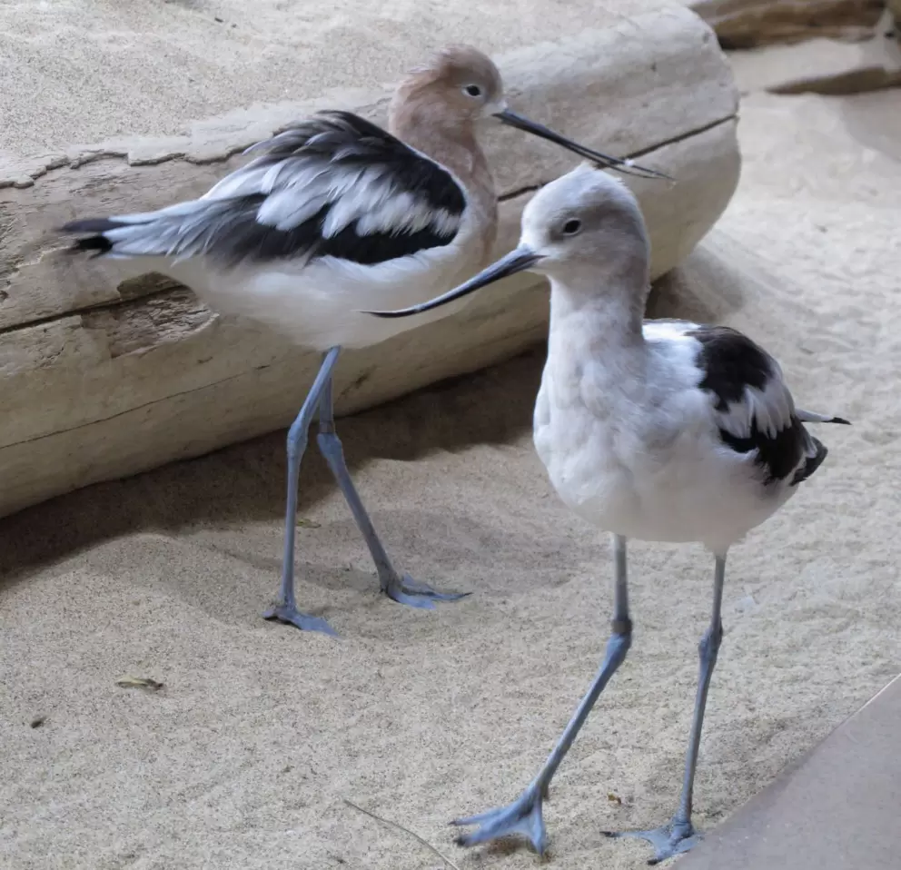 Sea birds with long beaks that tilt up at the end! They stand right beside you at the exhibit and kids love it. 