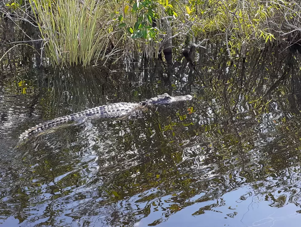An alligator!