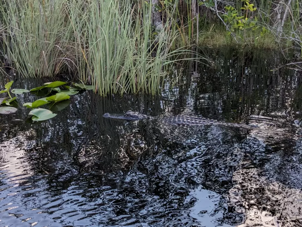 An alligator cruises by. 