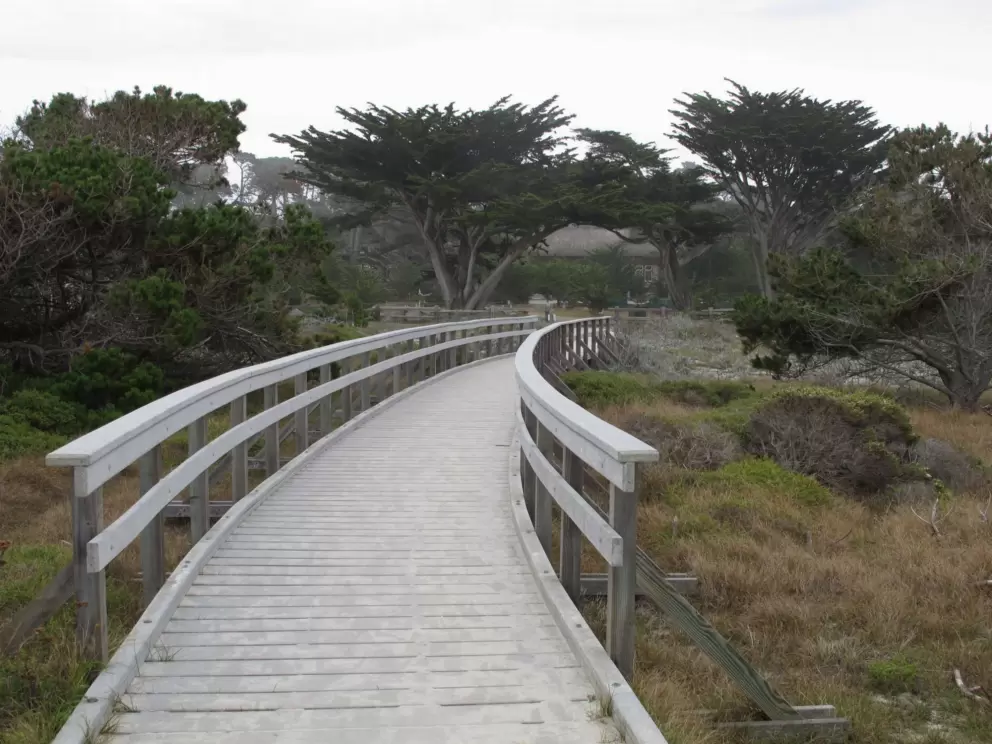 Bridge and trees- I love these trees!