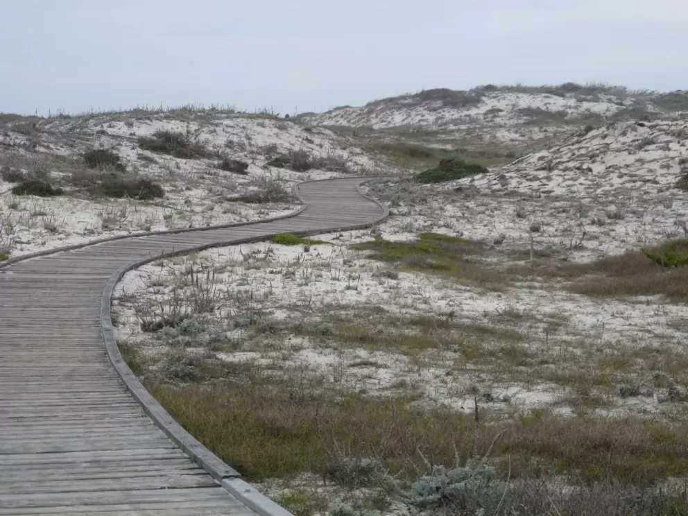 Curvy wooden boardwalk amongst the dunes.