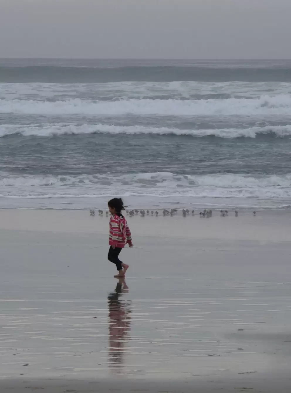Little birds scurry from the waves in unison as a child jumps on the wet sand.