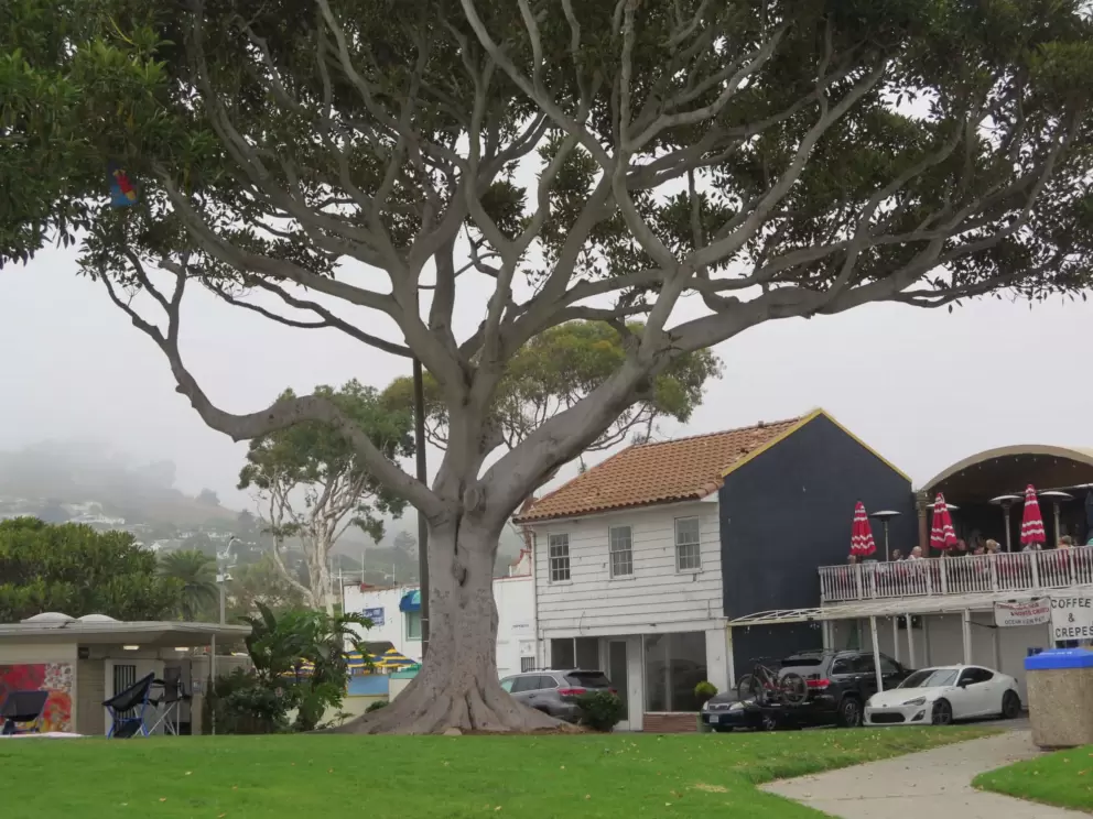 Tree and cafe with upstairs deck, by the playground. 