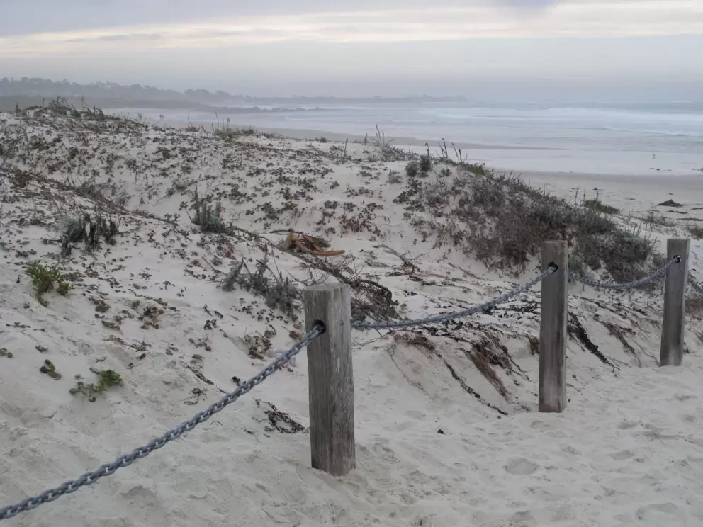 Dunes at Asilomar State Beach.