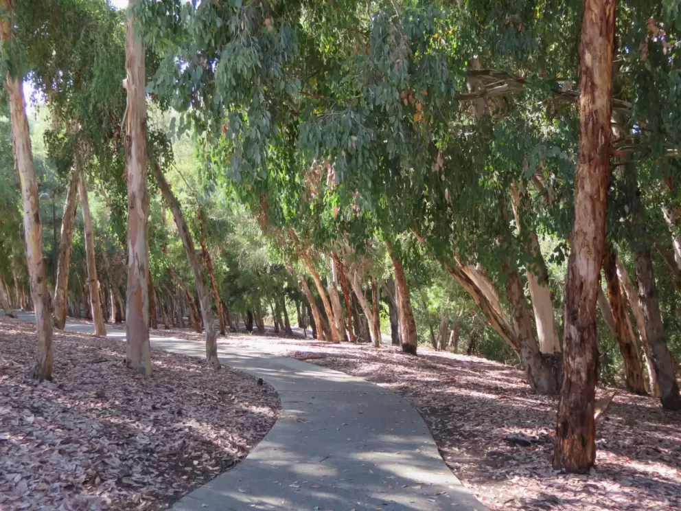 The eucalyptus trees smell good!
