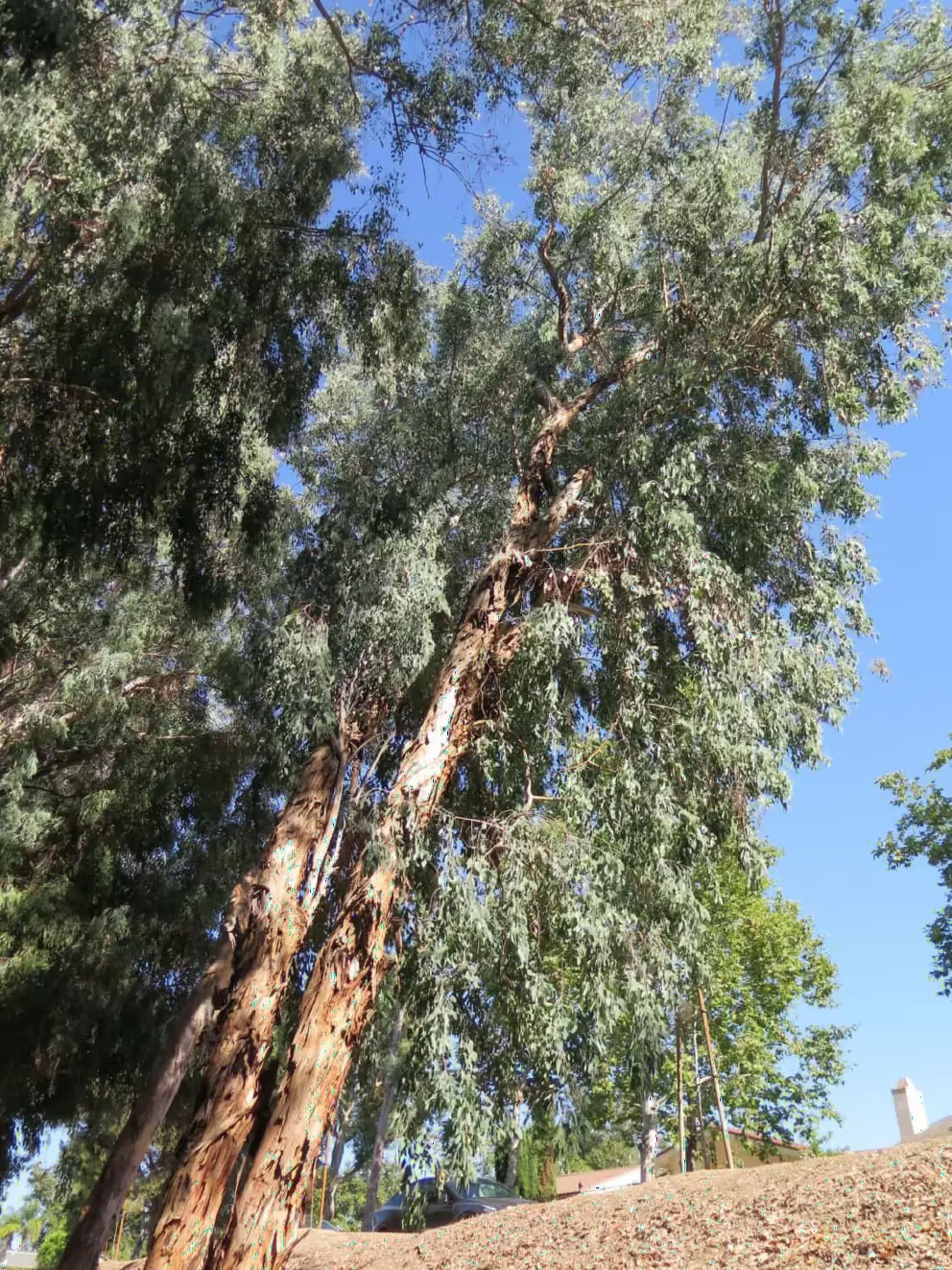 Tall eucalyptus trees. 