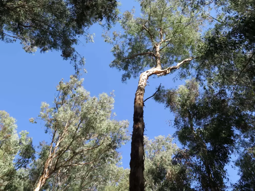 Looking up at the blue sky and eucalyptus trees. 