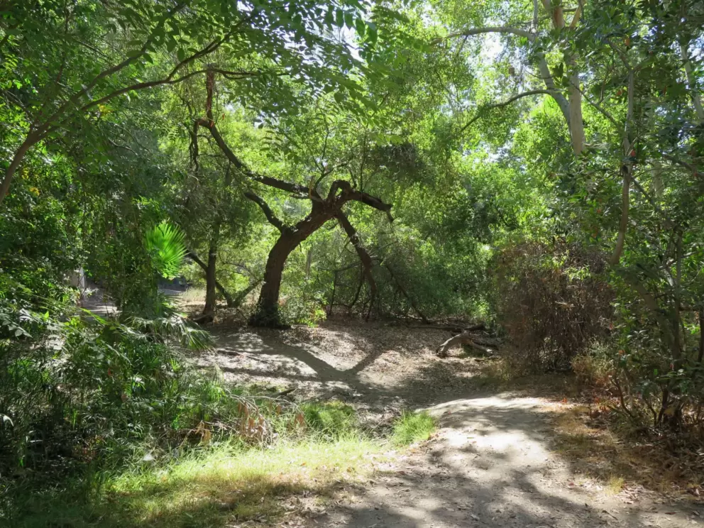The creek has bright green trees. 