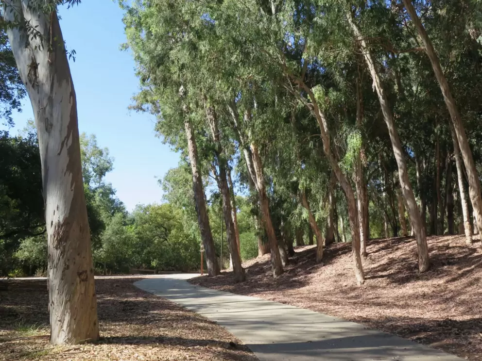 The path continues past eucalyptus trees galore. 