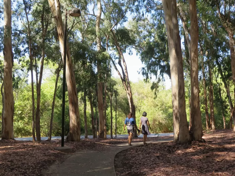 Two women walk amid the eucalyptus trees. 