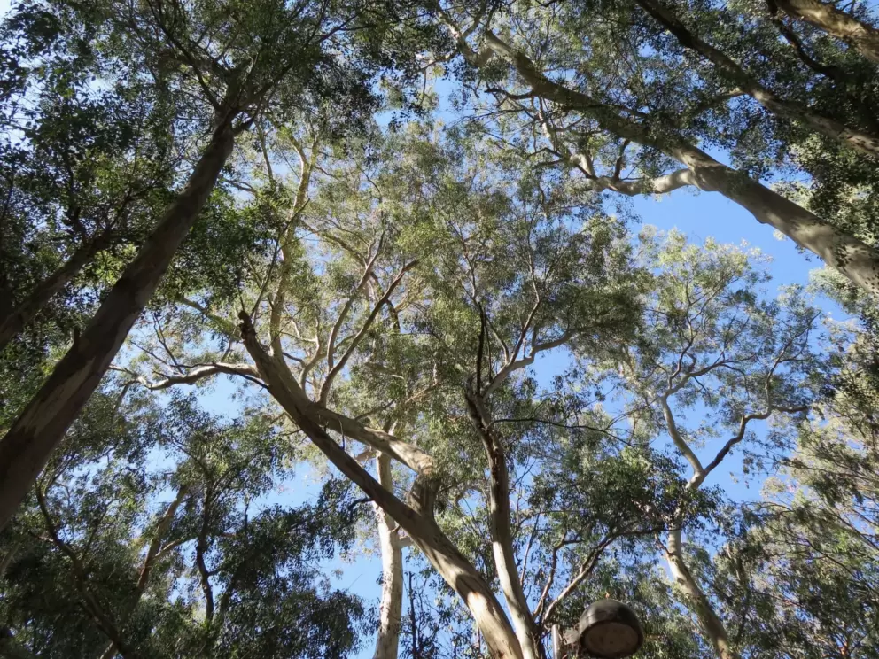 The sky which looks like Australia!