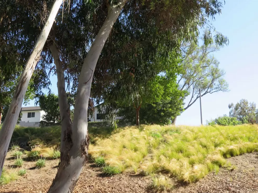 Ornamental grasses on the hill.