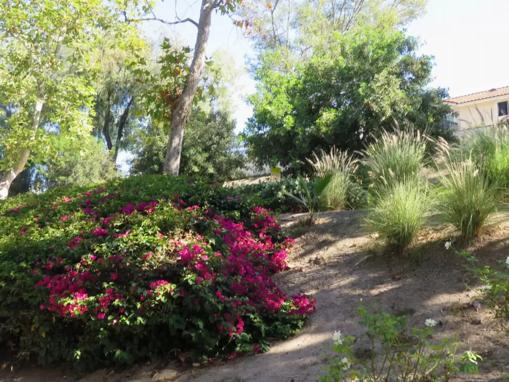 Bougainvillea on the hillside. 