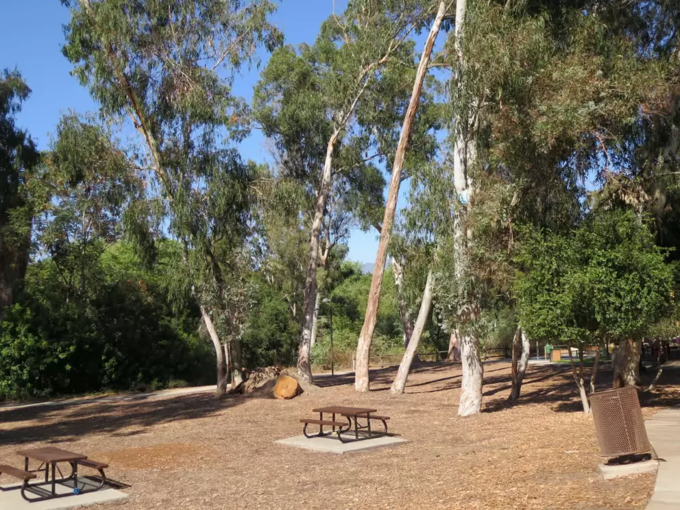 Picnic tables and a log. 