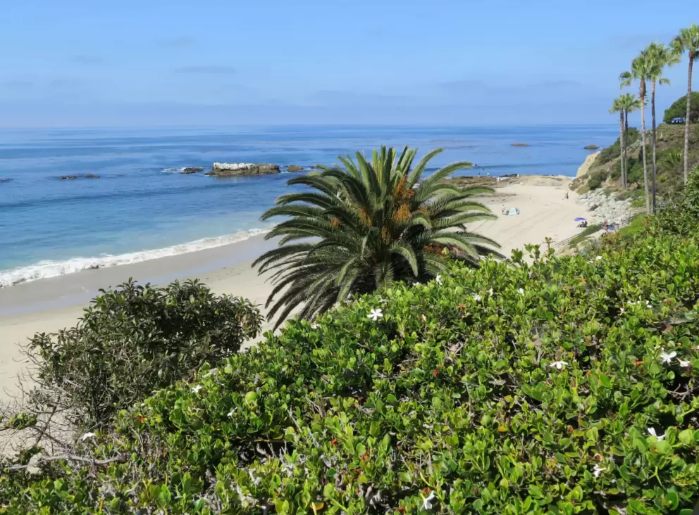 Jasmine flowers and canary palm, with the beach below. 