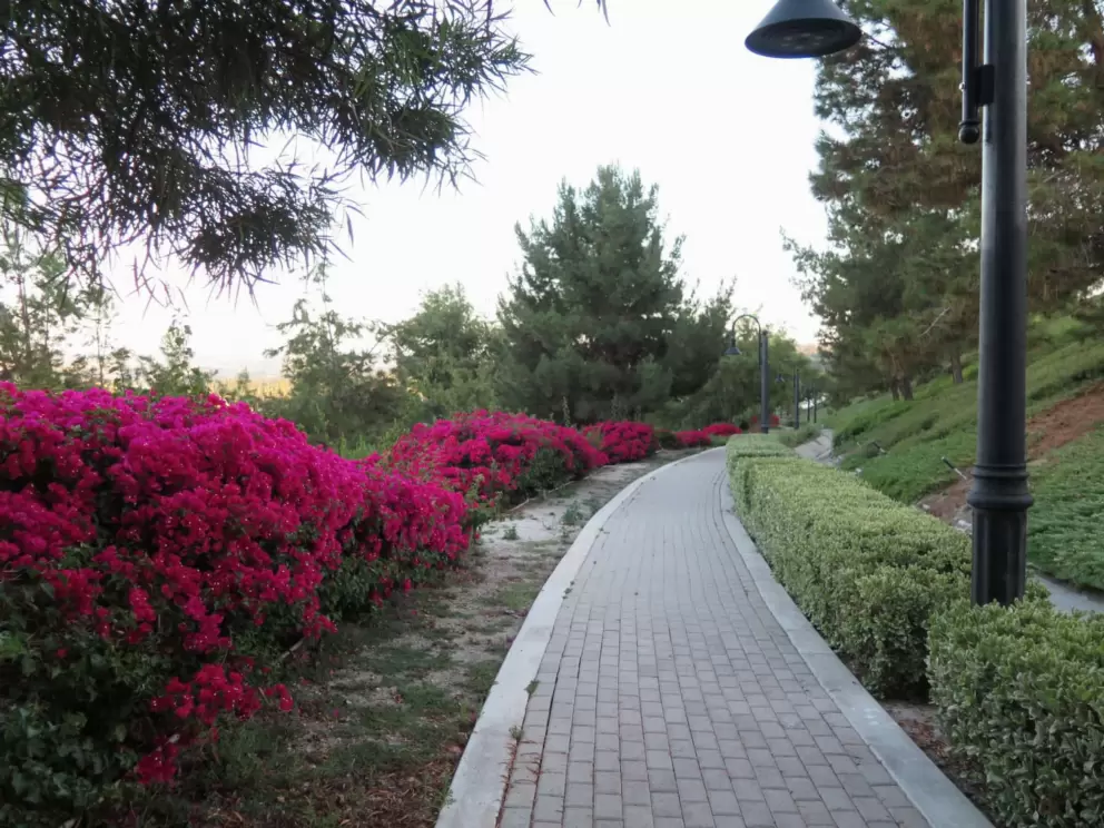 Walkway lined with bougainvillea. 