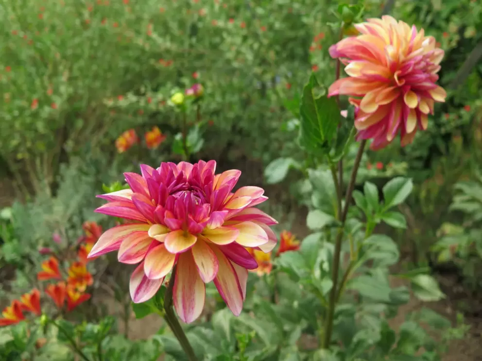 Many colors in a dahlia. 