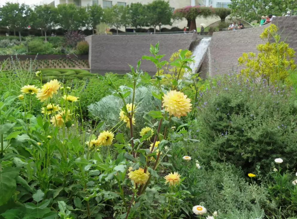 Yellow dahlias with the waterfall behind, in August. 