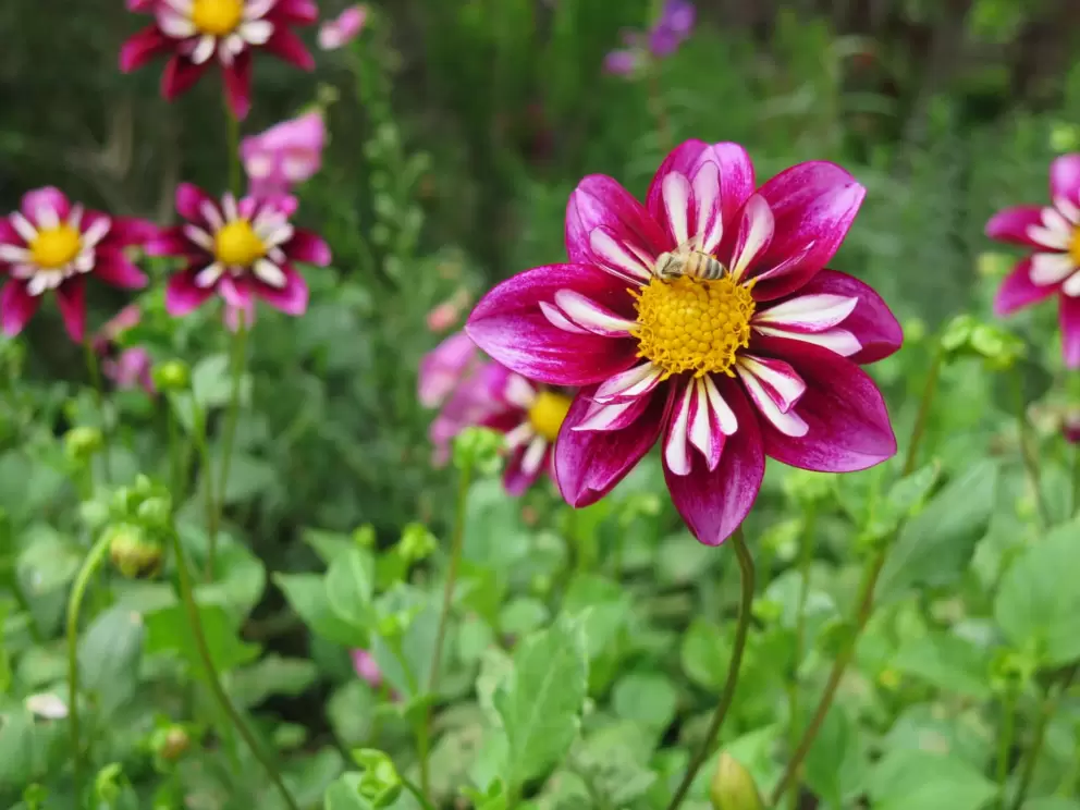 Dahlia with amazing pattern, and honey bee. 
