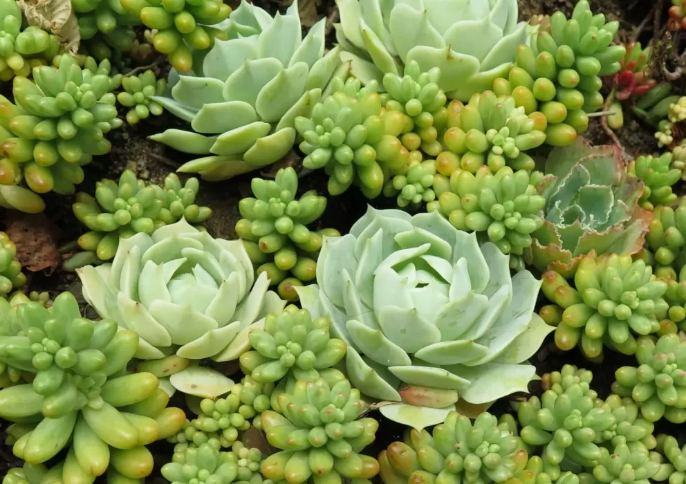 Rose cactus and jelly bean plant. What shapes and colors!