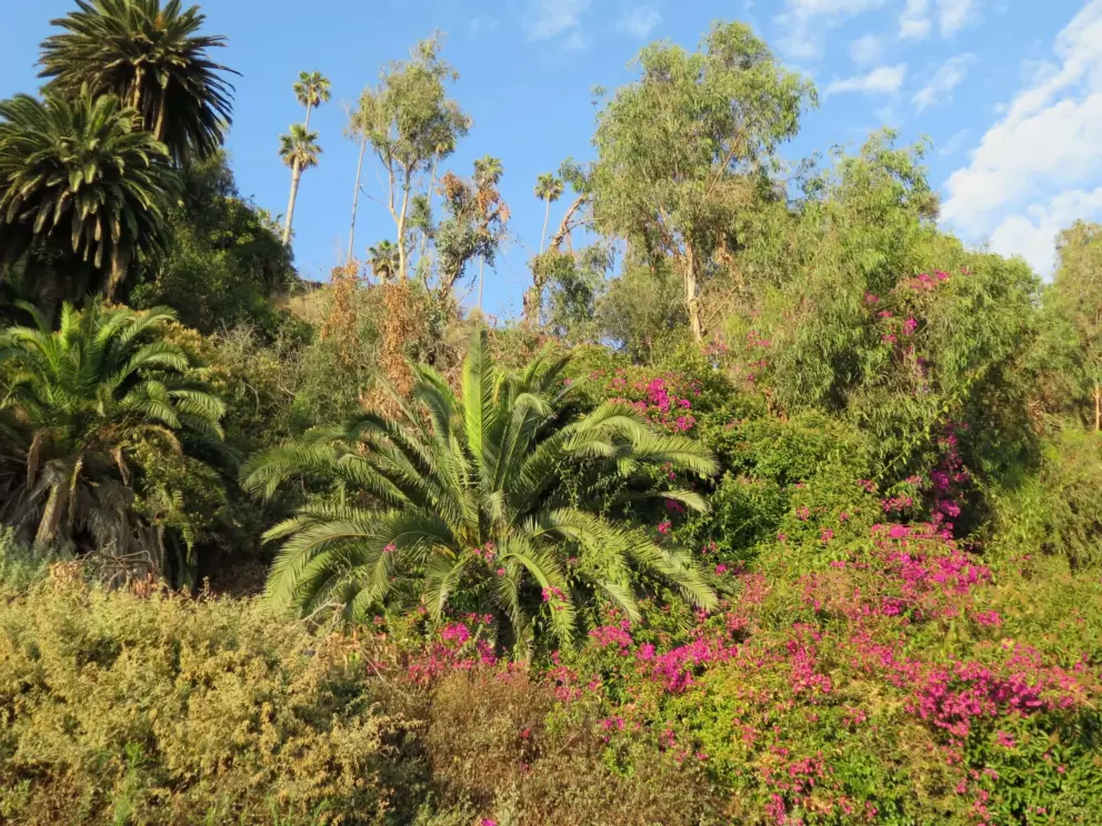Once you get to Malibu, the cliffs above Highway 1 are gorgeous, covered in bougainvillea. 