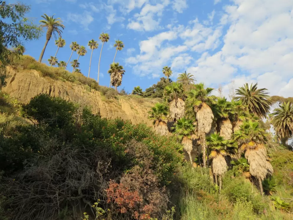 Palm trees and cliffs along Highway 1 in Malibu- so majestic!