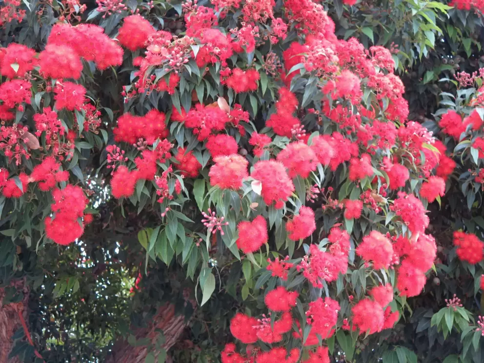 Red blossoms on a tree, on Thompson Blvd. 