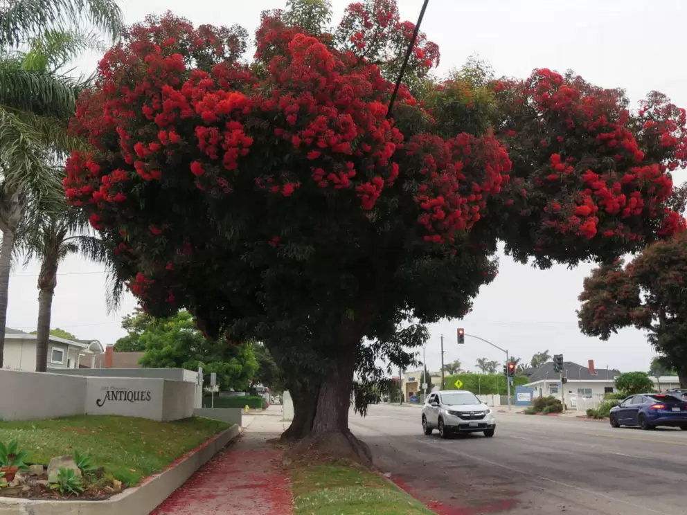 Amazing red tree in August, on Thompson Blvd!