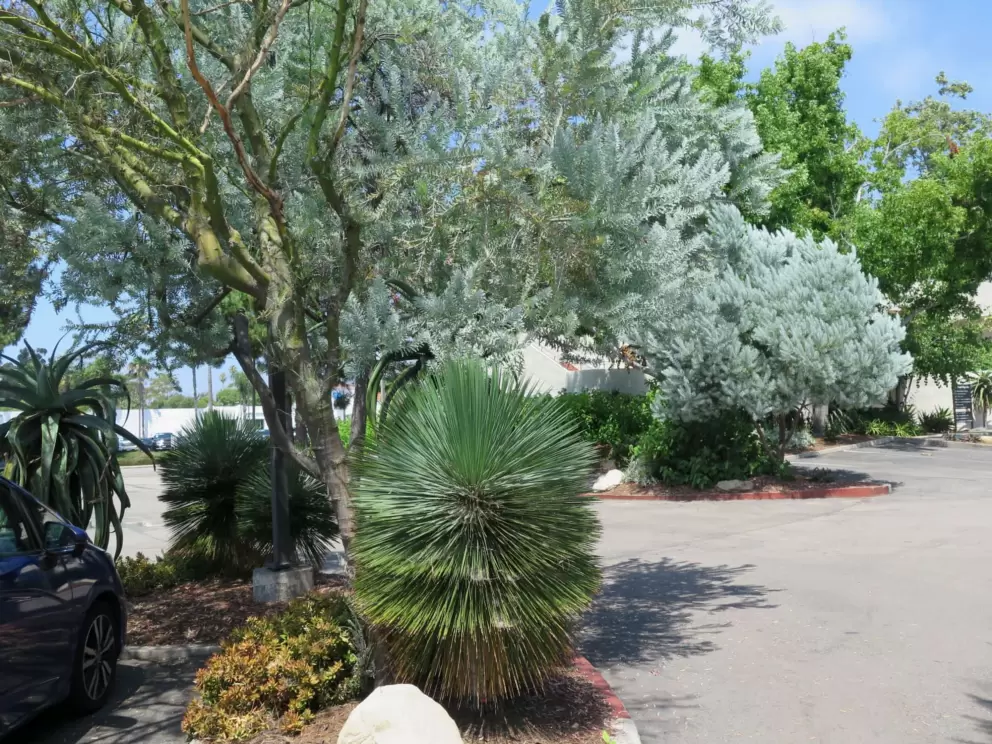 I love the landscaping outside Natural Cafe!