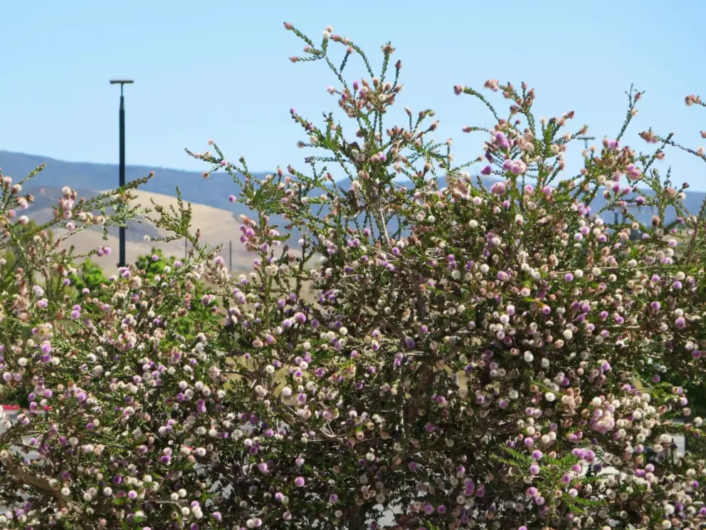 Pom pom flowers in white and purple on a Western Tea Myrtle plant. 
