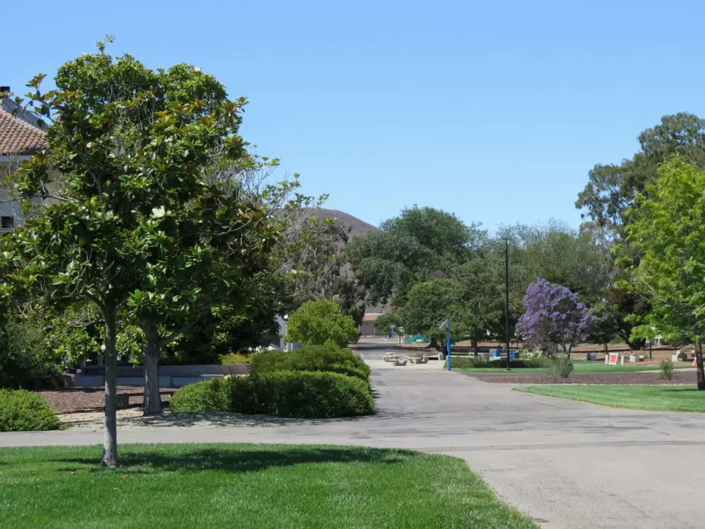 A purple blossoming tree, and a magnolia tree, in August. 