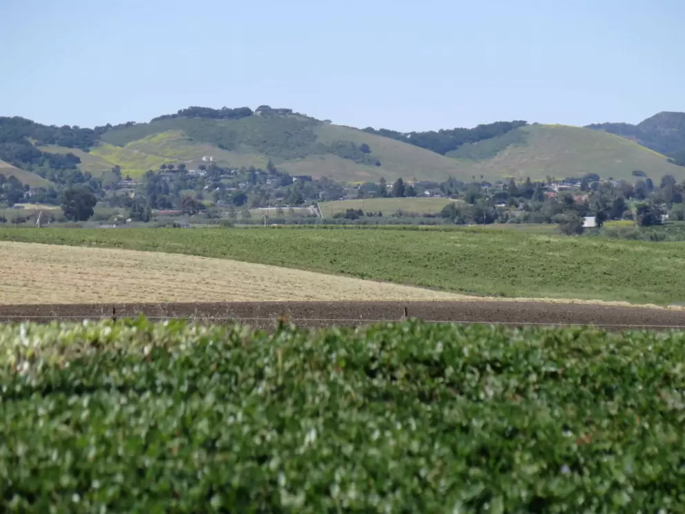 View of hills covered in yellow flowers. 