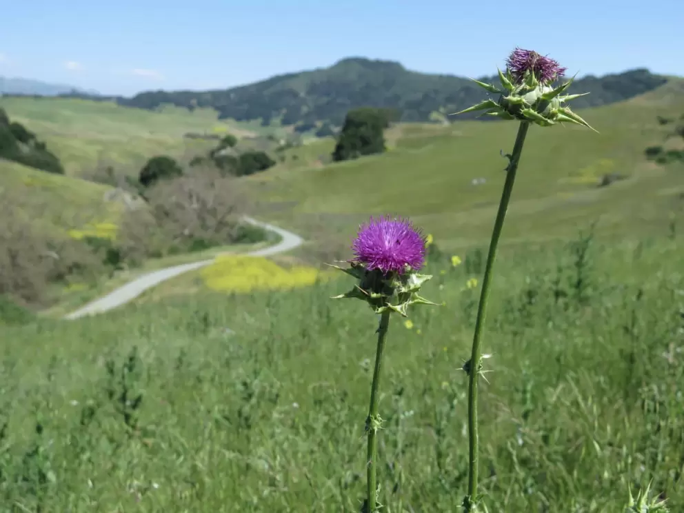 Purple flower with the winding road below. 