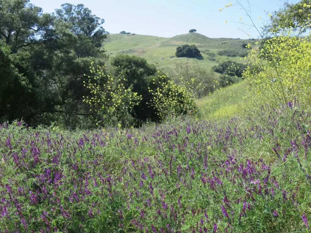 Purple and yellow flowers, and oak on a high hill in the distance. 