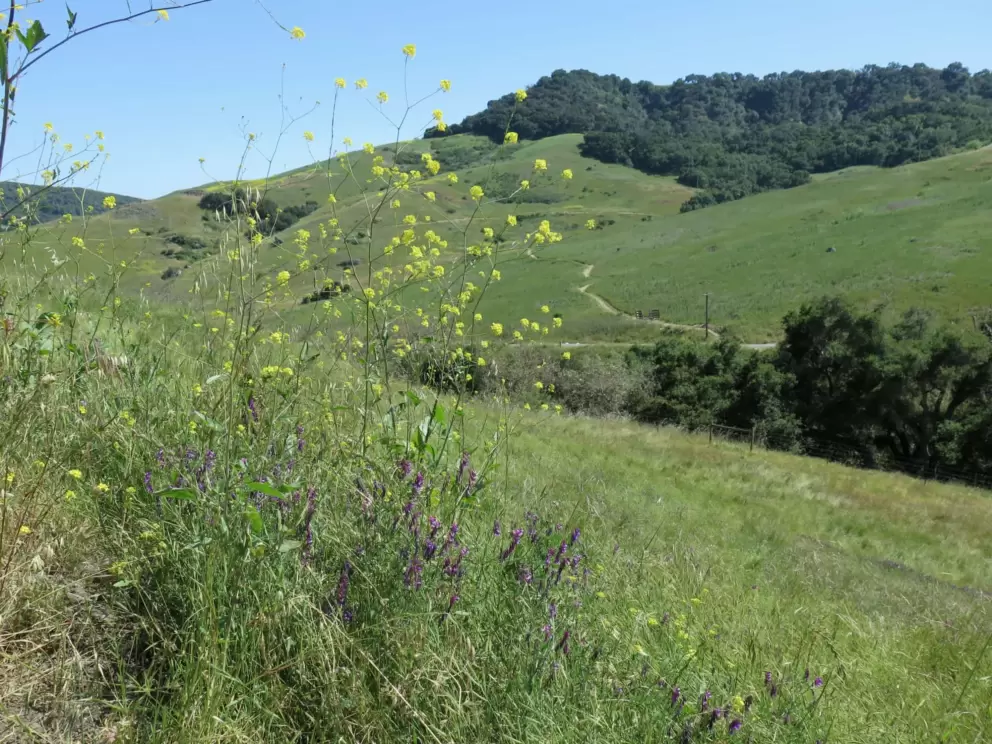 The winding path in the distance, and oak trees wherever there is a creek. 