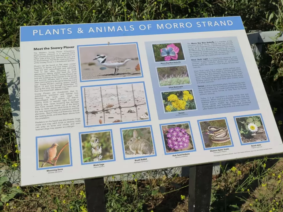 Information plaque with photos of mourning dove, black sage, brush rabbit, pink sand verbena, western garter snake, and beach aster. 