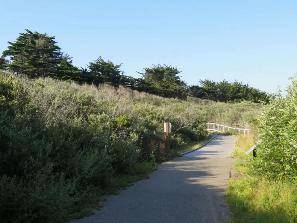 Strand of cypress trees at the other end of the path. 