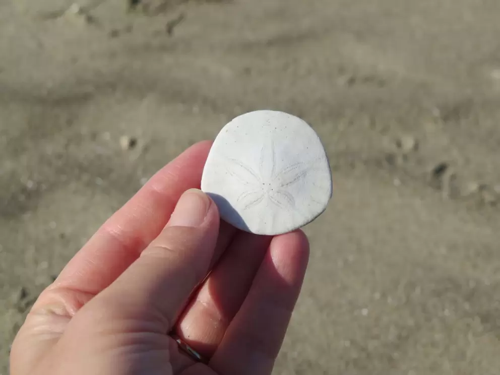 A baby sand dollar!