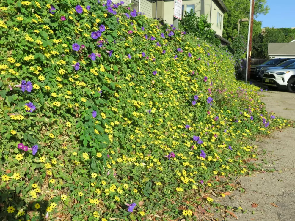 Purple and yellow flowers covering a wall. 