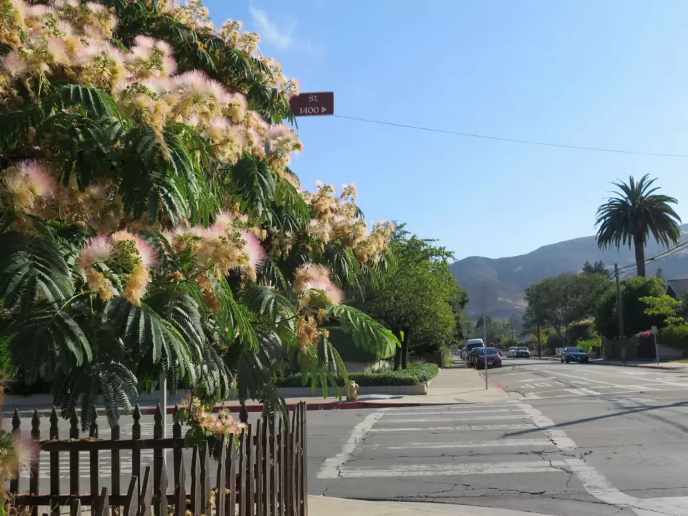 Puffy flowers on a street corner. 