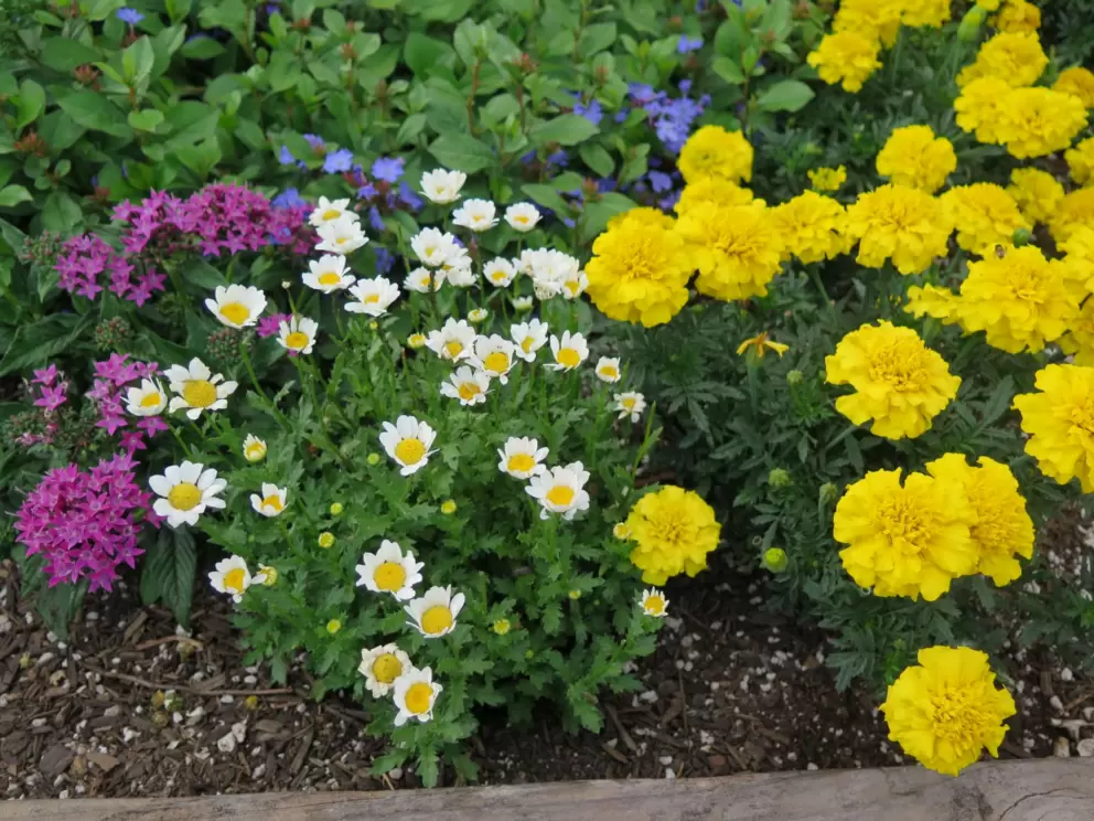 Marigolds in a garden.