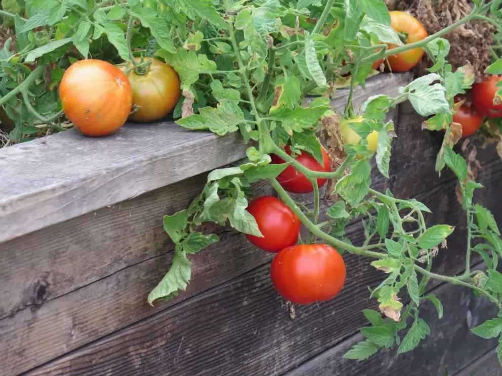 Plump red tomatoes hanging from a wooden fence. 