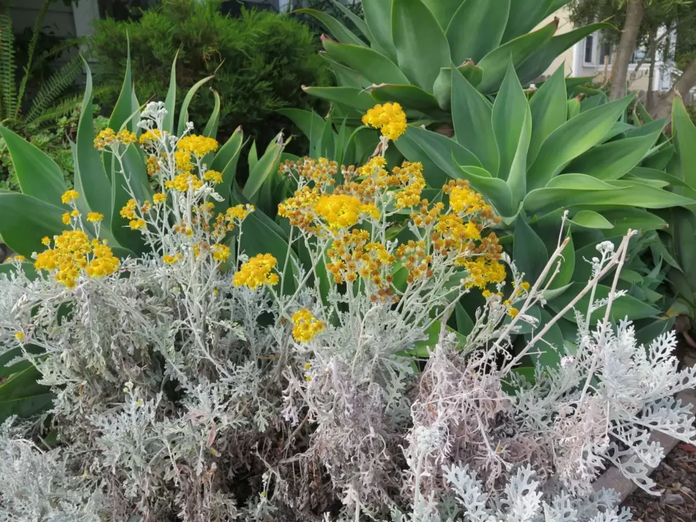 Silver Dust plant and agave, in a garden. 