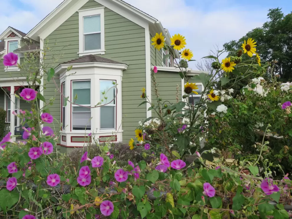 Morning glory and sunflowers, outside a bay window. 