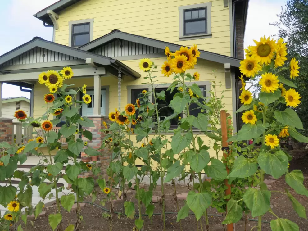 Sunflowers outside a yellow house. 